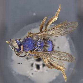 Media type: image;   Entomology 32617 Aspect: habitus dorsal view